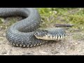 Snake Close Up In Its Natural Habitat