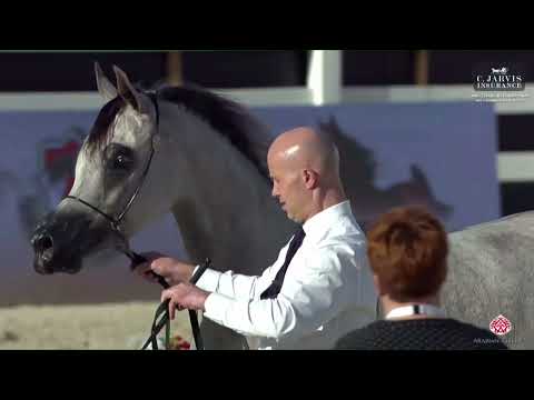 N 34 ELAFAAH MCA   Abu Dhabi International AHC 2023   Fillies 2 3 Years Old Class 2A