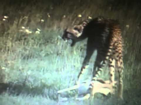 Vuela Pena video