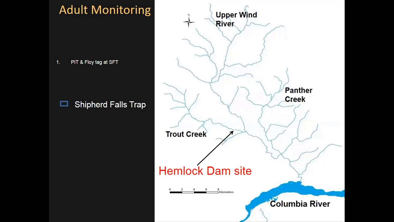 Ecosystem Responses to Dam Removal and Habitat Restoration in the Wind River, WA - Buehrens