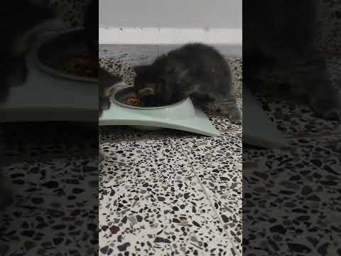 One month old kitten first time started eating their food 🥳🥳