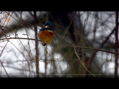 Sielmanns heimische Tiere - Der Eisvogel