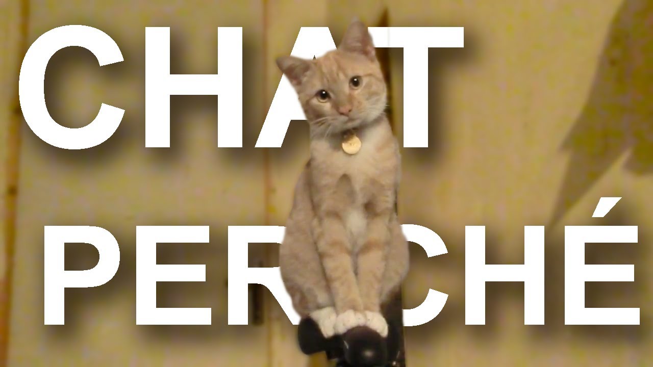 CHAT PERCHÉ - PAROLE DE CHAT