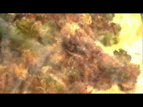 wndrk - lion kush (video cuts)