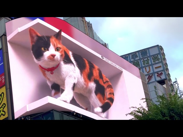 Billboard, Giant 3D Cat in Shinjuku, Tokyo (meu.. meu..)