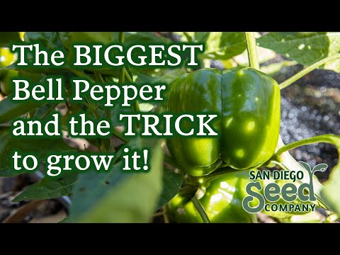 , title : 'California Wonder Bell Pepper | Growing & Harvesting This Useful Plant'