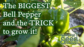 California Wonder Bell Pepper | Growing & Harvesting This Useful Plant