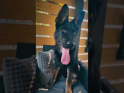 Deutscher Schäferhund Welpe kaufen
