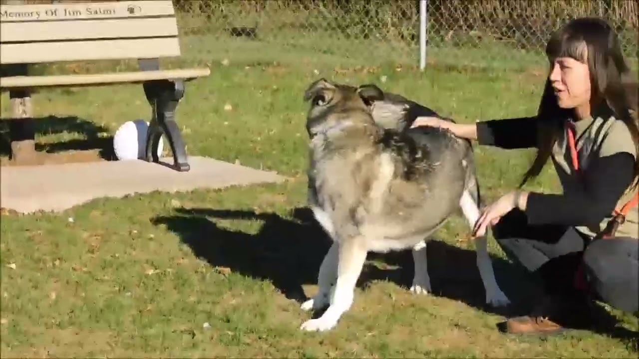 Enlarge SUKI, a Adoptable Husky in Ironwood, MI video 2/2