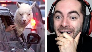 When Good Animals Go Bad