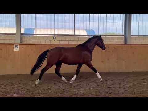 Ernesto * 2020 Erdinger x Balous Bellini - Rohdiamant