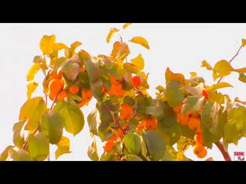 Gergerli Hasan vefasız 2022