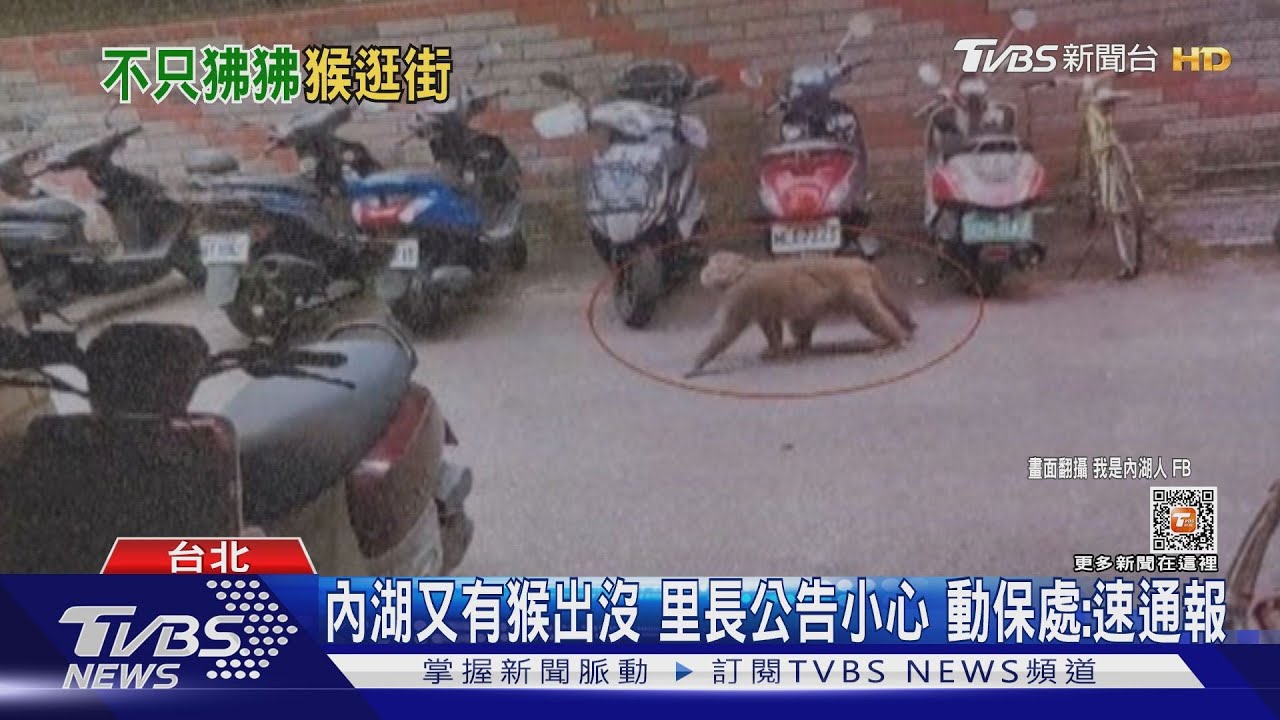 內湖又有猴出沒里長公告小心 動保處:速通報