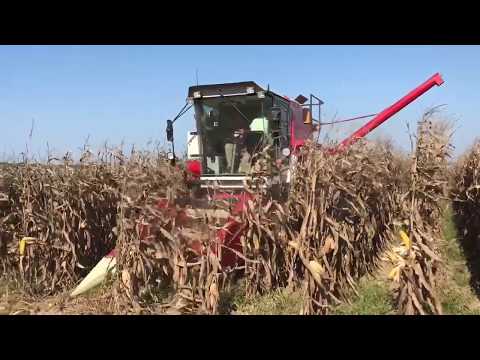 Corn harvest 2019
