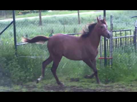 2015 Arabian colt by Equiborn