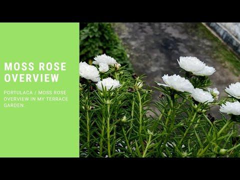 Flowers Blooming - Portulaca / Moss Rose || My Garden || Fahmida's Gardening