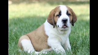 Video preview image #1 Saint Bernard Puppy For Sale in STRASBURG, PA, USA