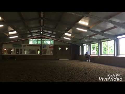 2014 Herbstkönig Gelding