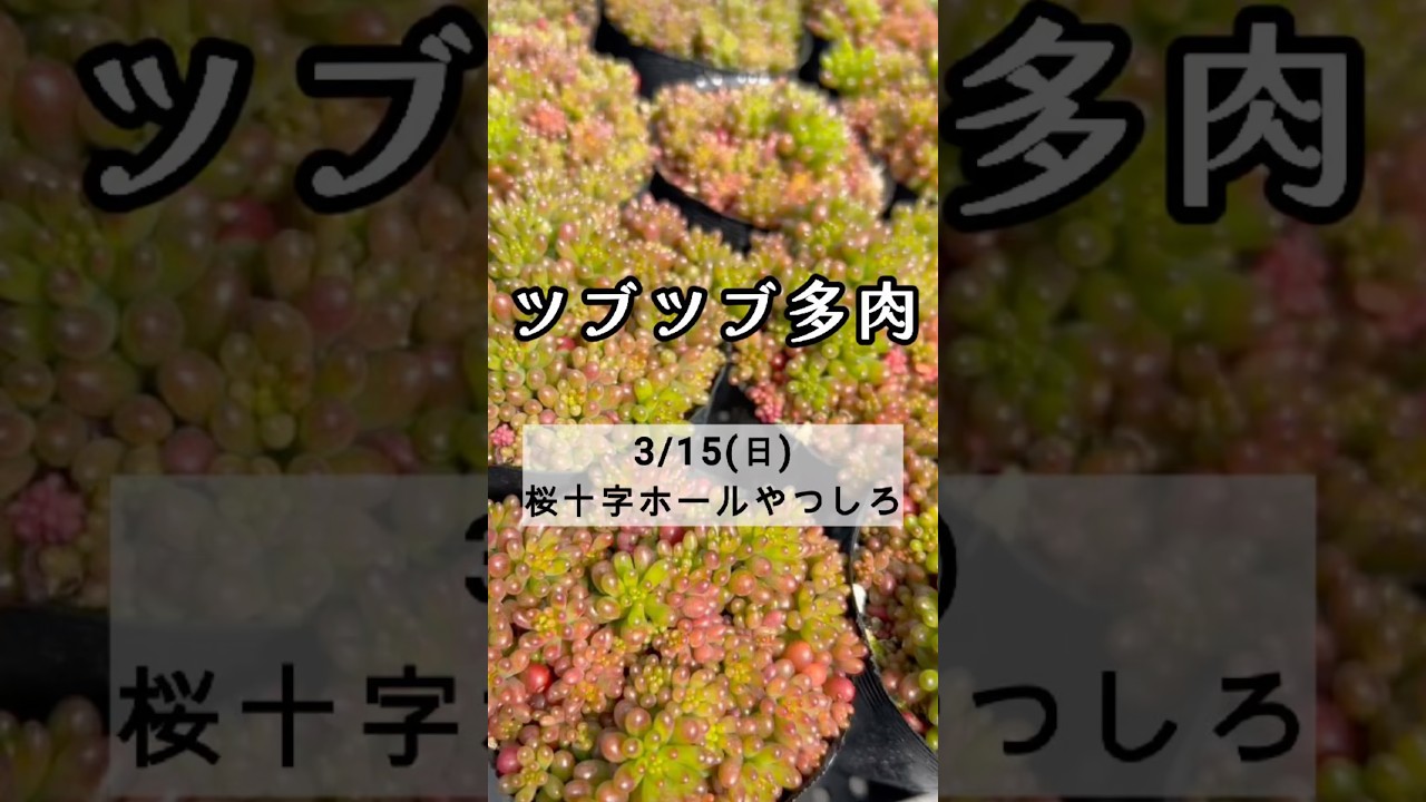 【多肉販売会】ツブツブ多肉も持っていきます！　多肉生産者pukupuku taniku #多肉植物 #succulents