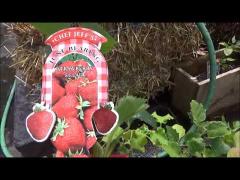 STRAW BALE GARDENING Part 1 🏡🌿🎍 GROW YOUR OWN VEGETABLES WITH LESS WORK THAN A TRADITIONAL GARDEN