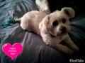 Happy Mother S Day Dog Owners