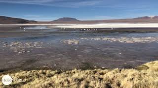 Abenteuer 100 Tage Südamerika: Flamingos in der Laguna Colorado
