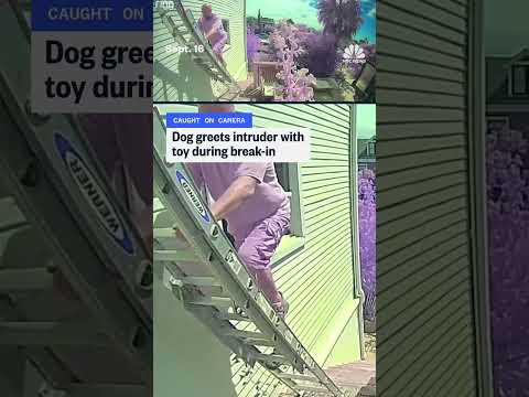 Dog greets intruder with toy during break-in
