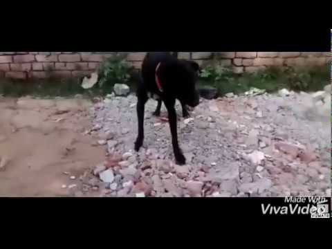 Dog fight kapurthala