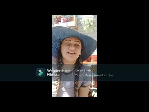 Ideas para plantas de sombra con cajas de madera