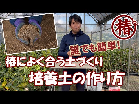 秋の椿の植え替え:こうやってやる 植物