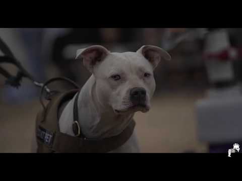 Super D Matsuri 2018