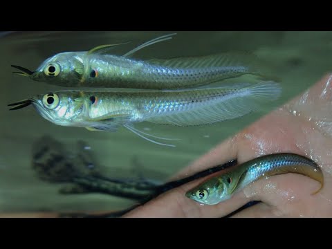 Super Rare Arowana FOR MY Aquarium