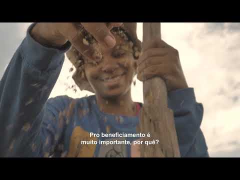 Como coletar e beneficiar sementes nativas do Cerrado para a restauração ecológica