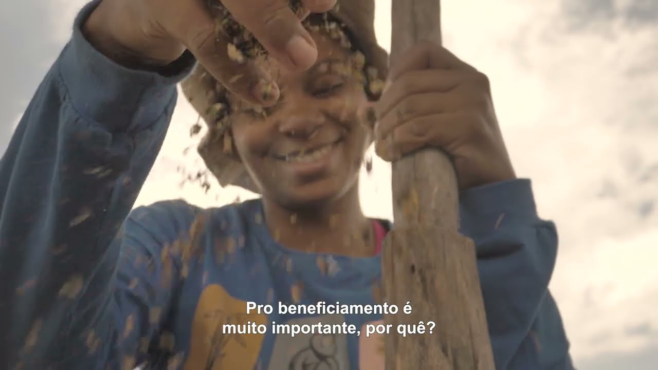 Coleta e Beneficiamento de sementes nativas para a restauração