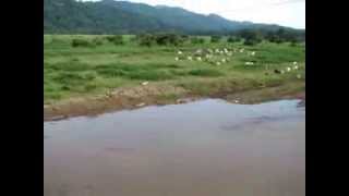 preview picture of video 'Abita de lagartos! en río de Puntarenas. Costa Rica.'