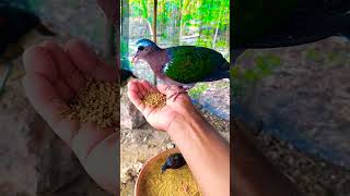Download lagu Burung Punai Tanah Emeral Dove. #ternak #birds #burungpunaitanah mp3