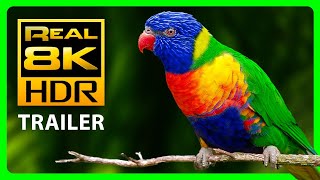 The Most Colorful Nature in 8K HDR!