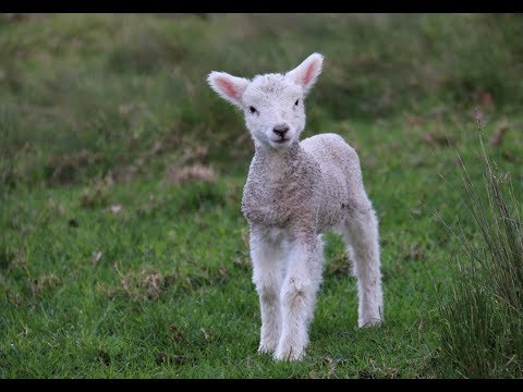 Video thumbnail for The Lamb