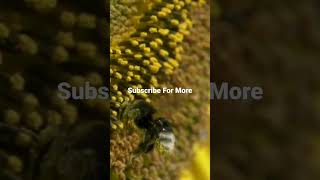 Download lagu Nature Bee | Copyright Free #Shorts mp3 Download lagu Nature Bee | Copyright Free #Shorts mp3