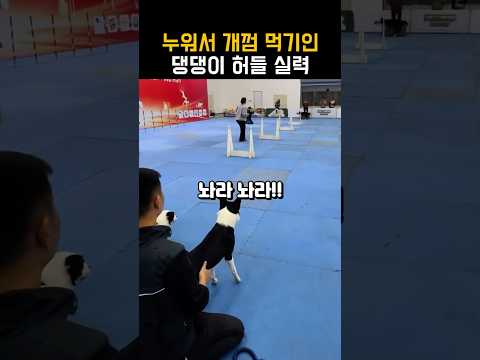누워서 개껌먹기인 강아지 허들 실력