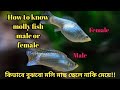How To Identify Male And Female Molly Fish In Bengali Molly Fish Male And Female Identification