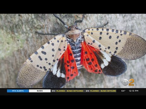 NY Issues Warning About Spotted Lanternflies