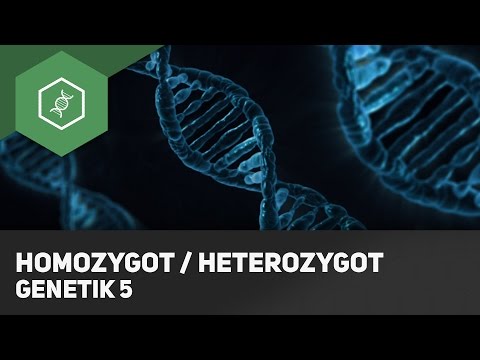 Homozygot / Heterozygot: Genotyp Unterschied - Grundbegriffe Genetik 5