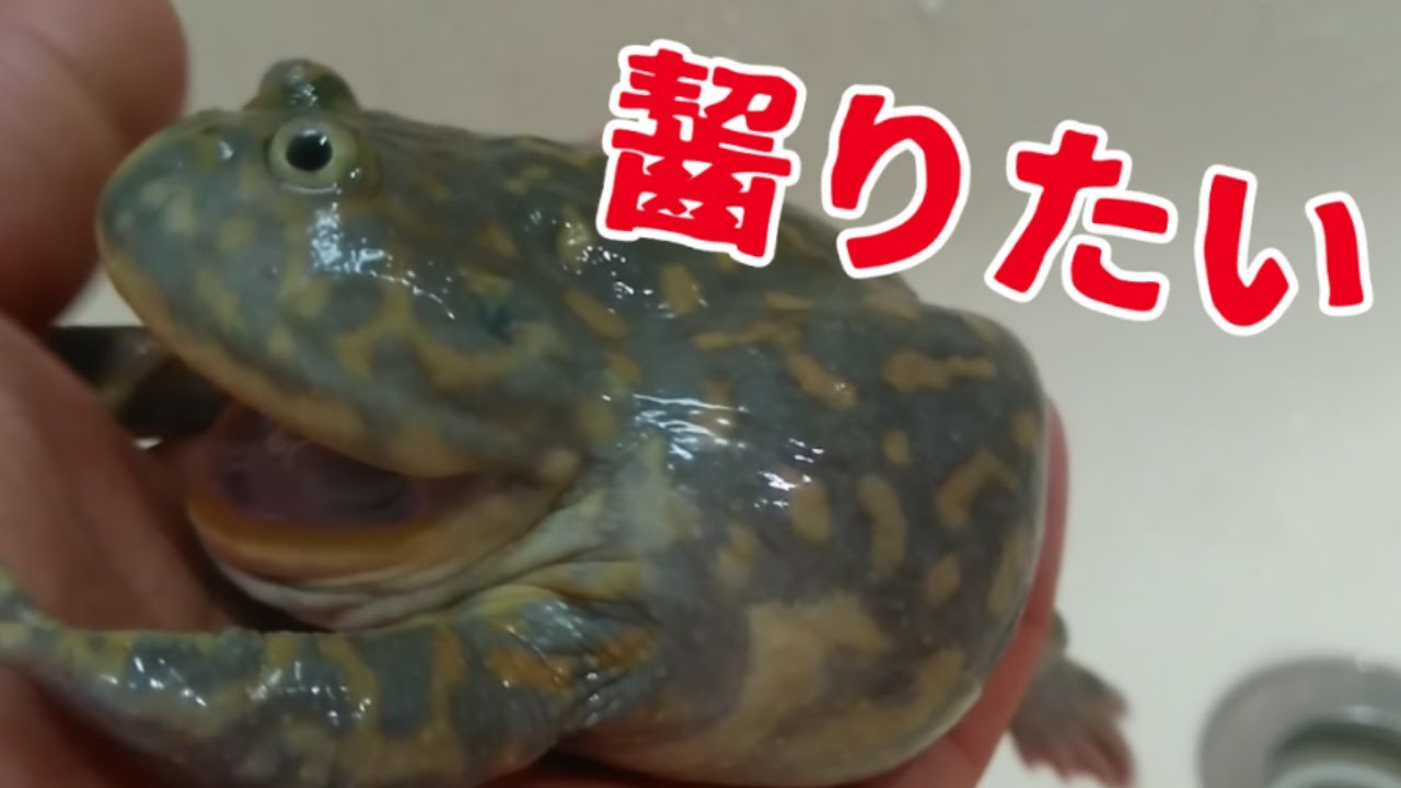 久しぶりのバジェットガエル