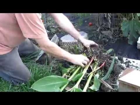 How to Dig Up and Store Canna Bulbs for Winter