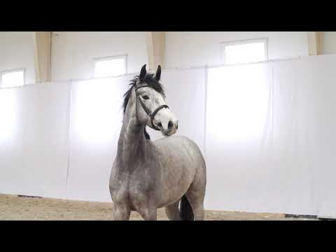 Mare born 2017-Crumble/ Contender/ Quinar