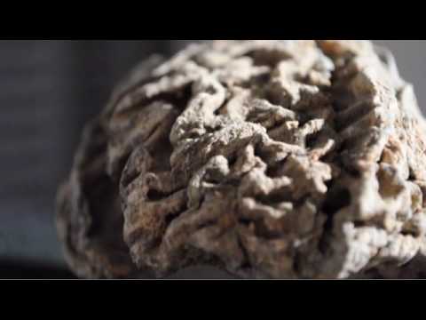 Hjärna funnen ombord på Vasa