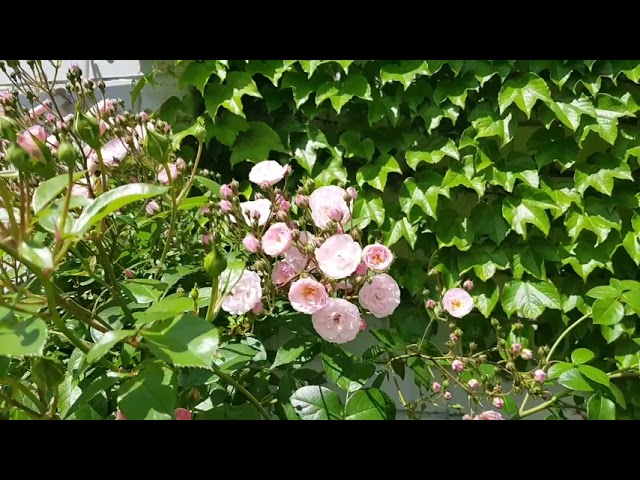 ????????????????????????Моя любимая фаза цветения розы Хэвенли Пинк (Heavenly Pink, Lens, Бельгия, 1997г.)????????????????????????