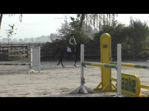 Contendro x Contango, 4 years