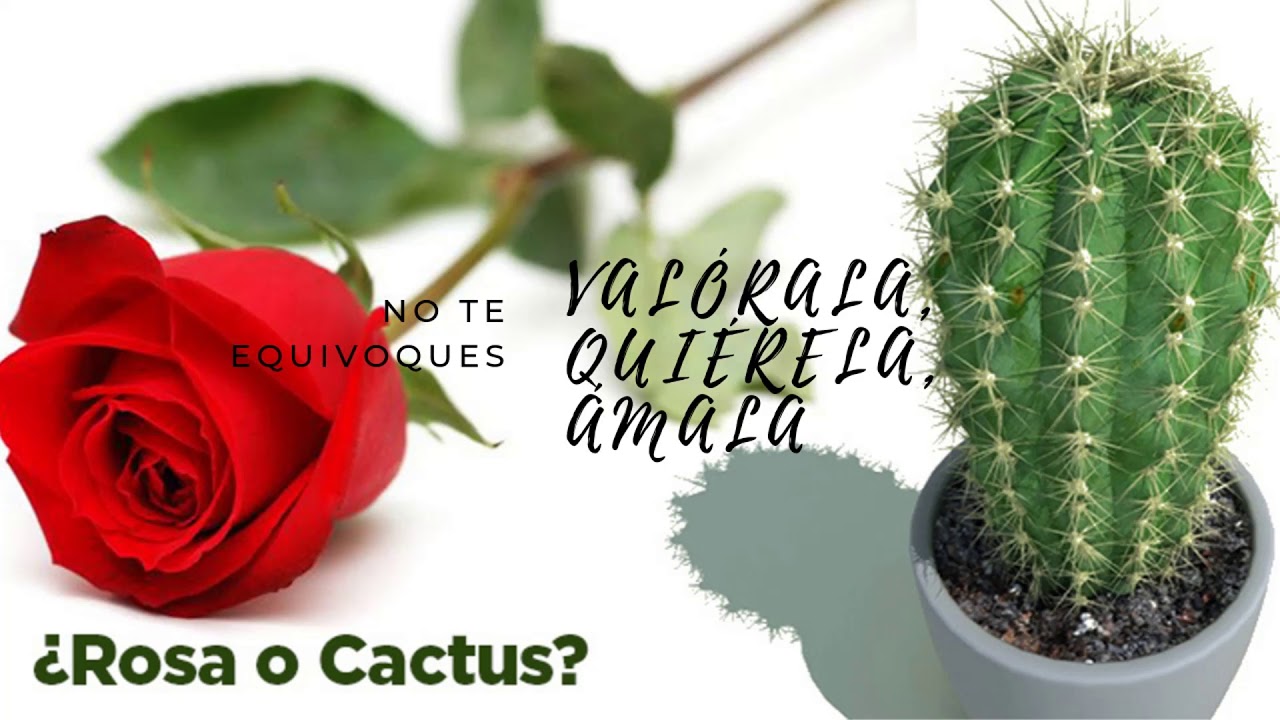 Rosa o Cactus ( Esposa o Amante, solo hay una respuesta )